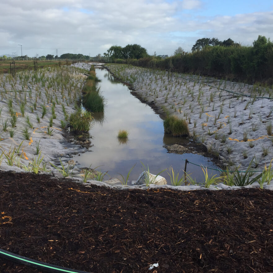 wool bond along waterway - Native Awa (1)