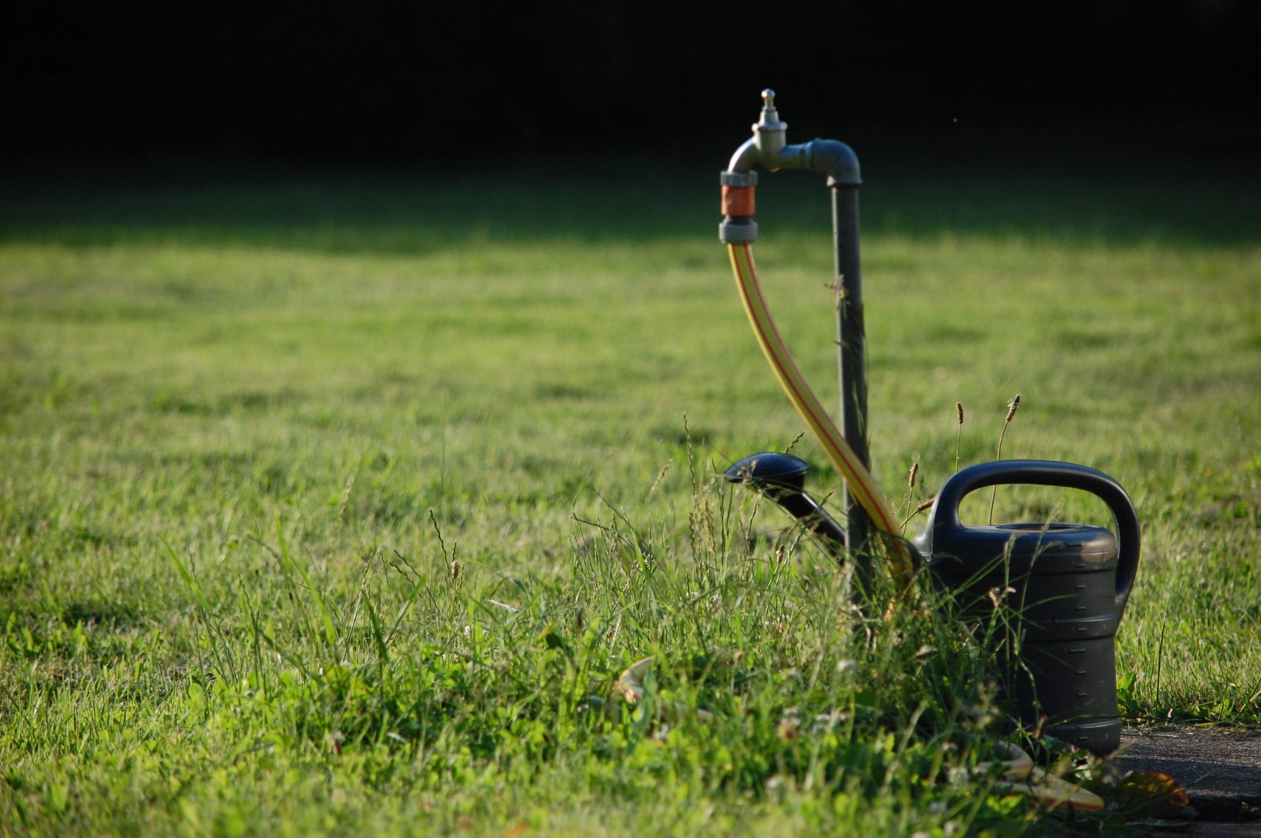 Lawn Mix